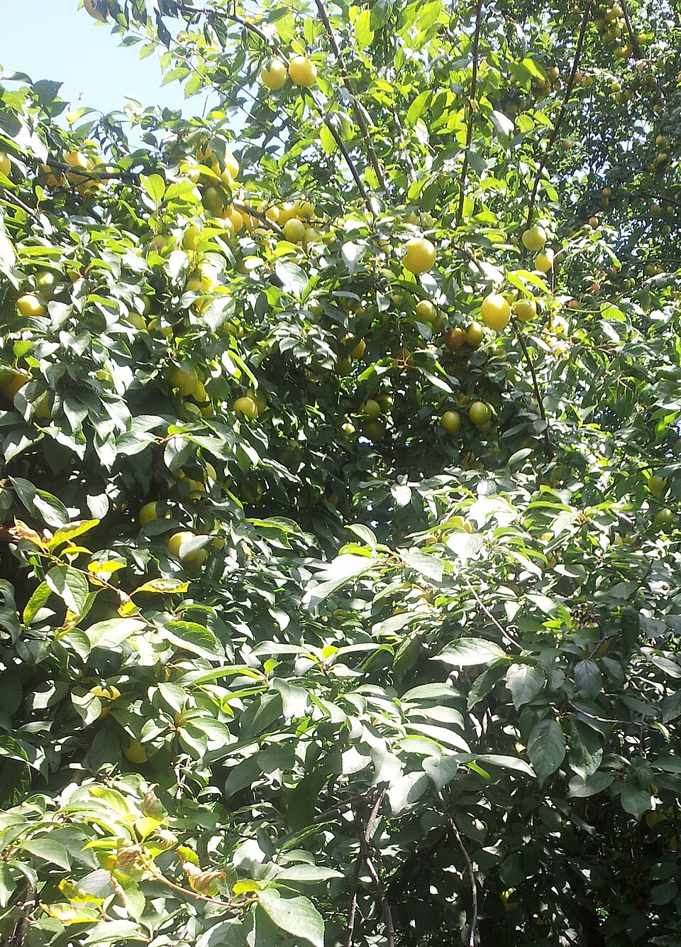 Prunus vachuschtii (Alycha) — photo