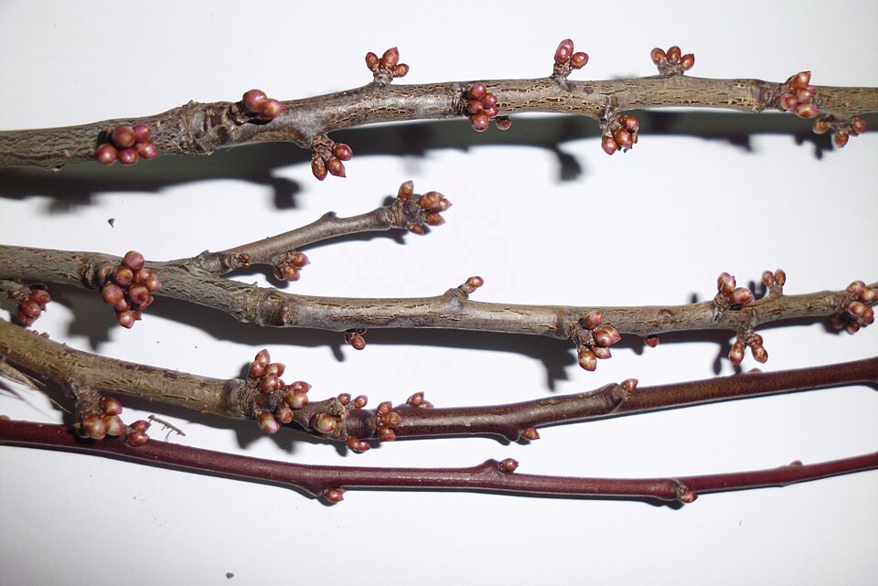 Prunus vachuschtii (Alycha) — photo