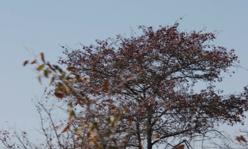 Prunus vachuschtii