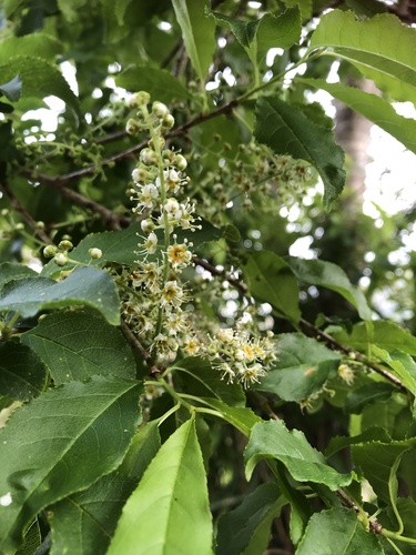 Prunus venosa — photo