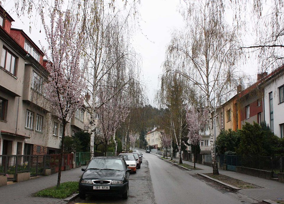 Prunus verrucosa