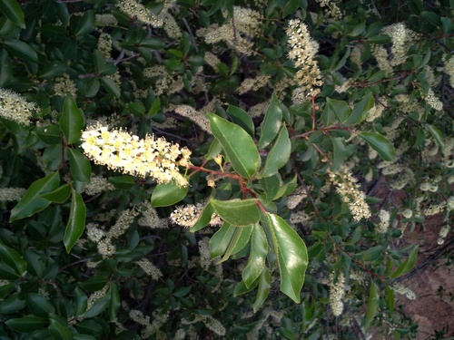 Prunus virens (Wild cherry) — photo