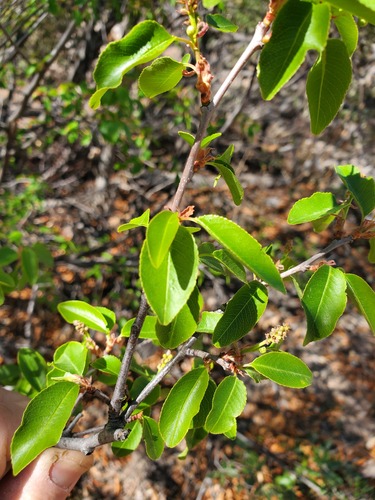 Prunus virens (Wild cherry) — photo
