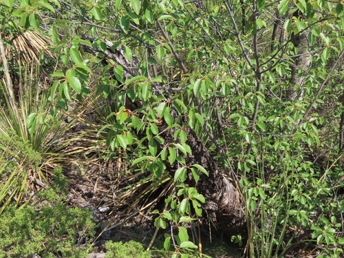 Prunus virens