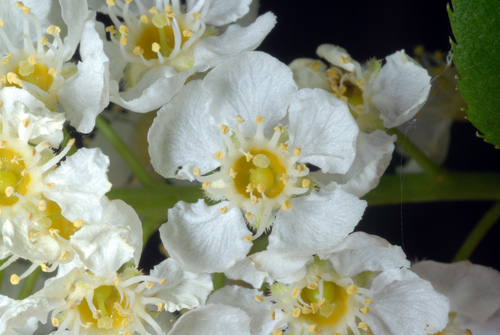 Prunus virginiana