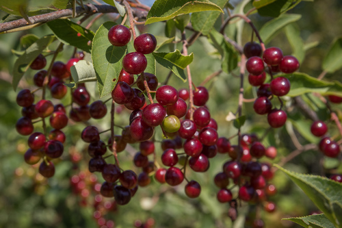 Prunus virginiana (American chokeberry) — photo