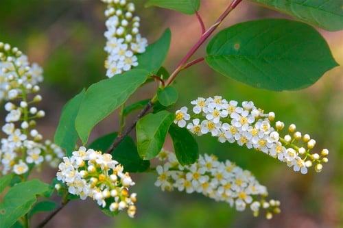 Prunus virginiana var. melanocarpa