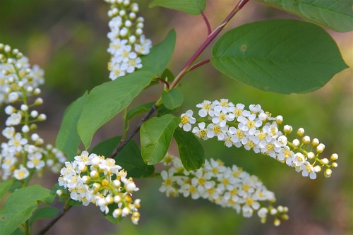 Prunus virginiana (American chokeberry) — photo