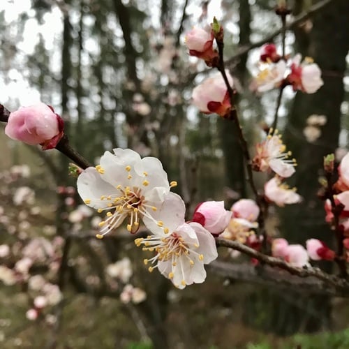 Prunus vulgaris x Prunus persica