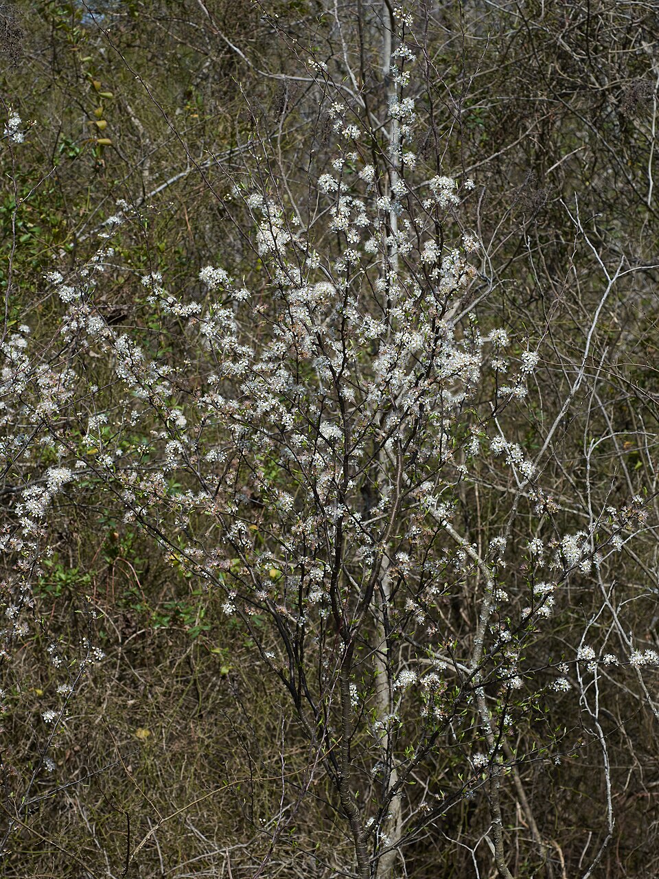 Prunus watsonii — photo