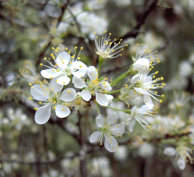 Prunus watsonii