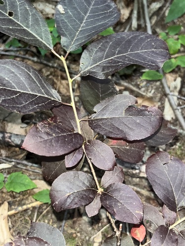 Prunus x cistena (Purple-leaf sand cherry) — photo