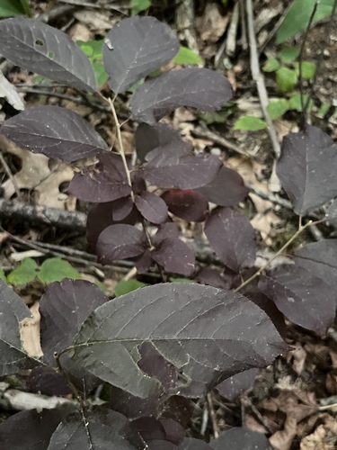 Prunus x cistena (Purple-leaf sand cherry) — photo