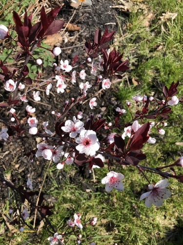 Prunus x cistena