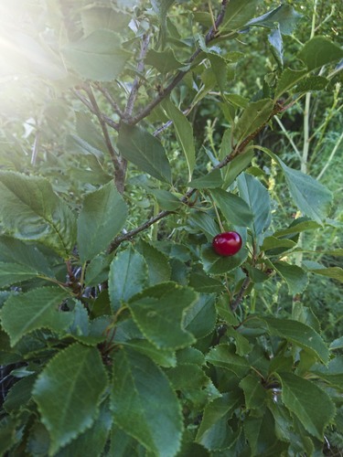 Prunus x eminens — photo