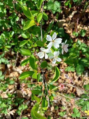 Prunus x eminens
