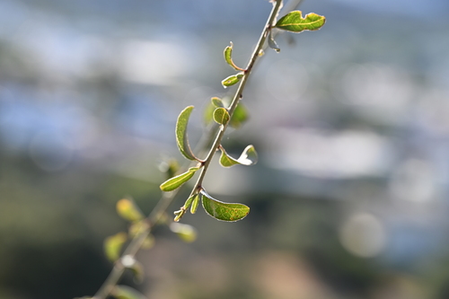 Prunus x gondouinii (Duke cherry) — photo