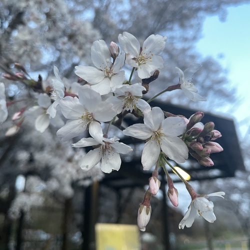 Prunus x yedoensis (Tokyo cherry) — photo