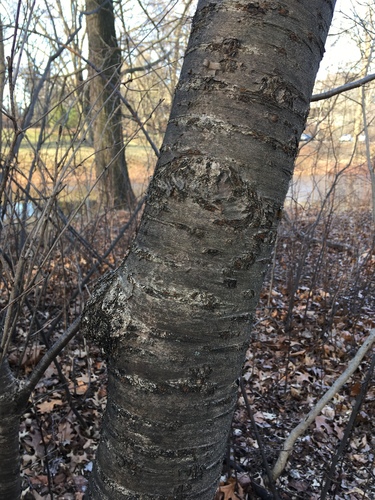 Prunus x yedoensis (Tokyo cherry) — photo