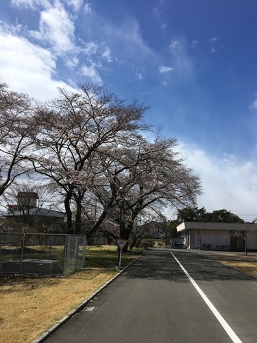 Prunus x yedoensis