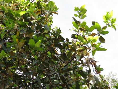 Prunus zingii — photo