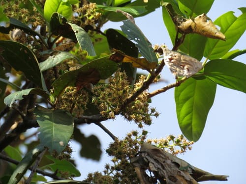 Prunus zingii — photo