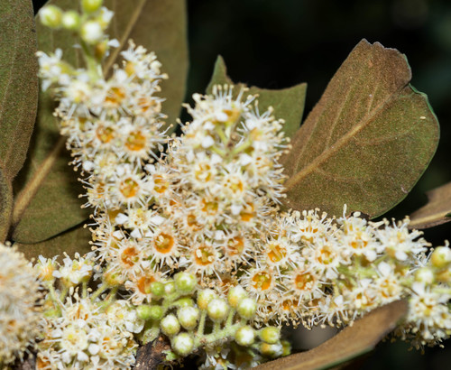 Prunus zingii