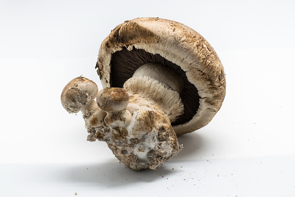 Psalliota hortensis