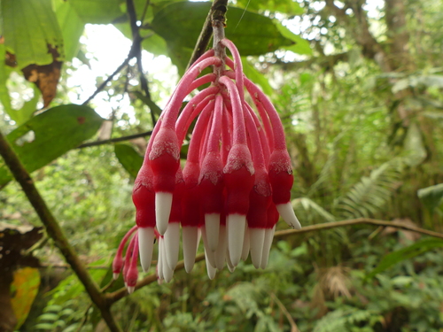 Psammisia aberrans