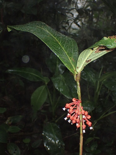 Psammisia caloneura — photo