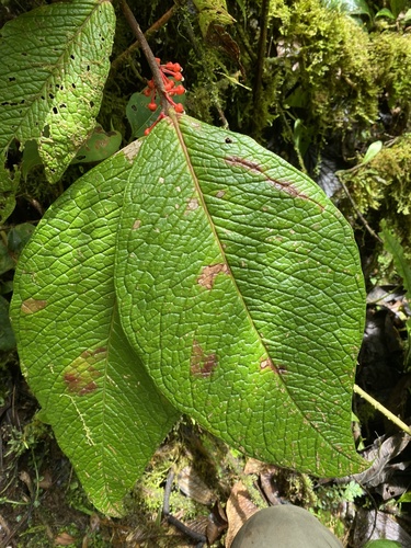 Psammisia caloneura — photo