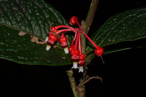 Psammisia caloneura