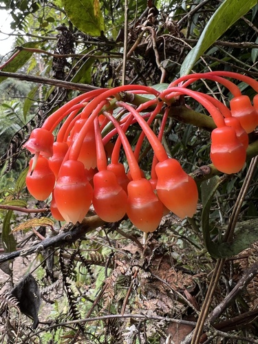 Psammisia graebneriana