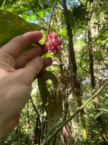 Psammisia williamsii — photo