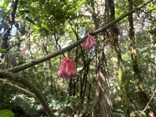 Psammisia williamsii