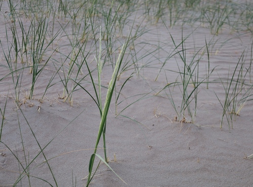 Psammochloa villosa — photo