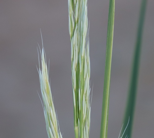 Psammochloa villosa — photo