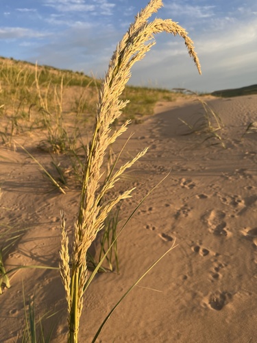 Psammochloa villosa