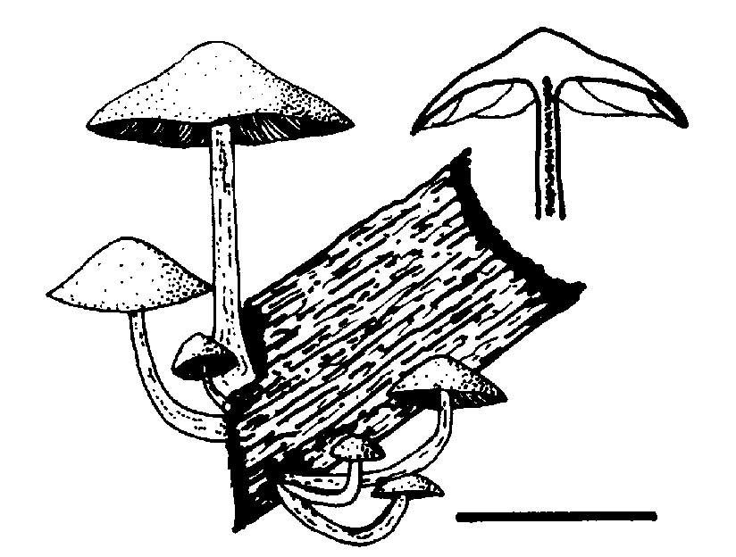 Psathyrella coprinoceps — photo