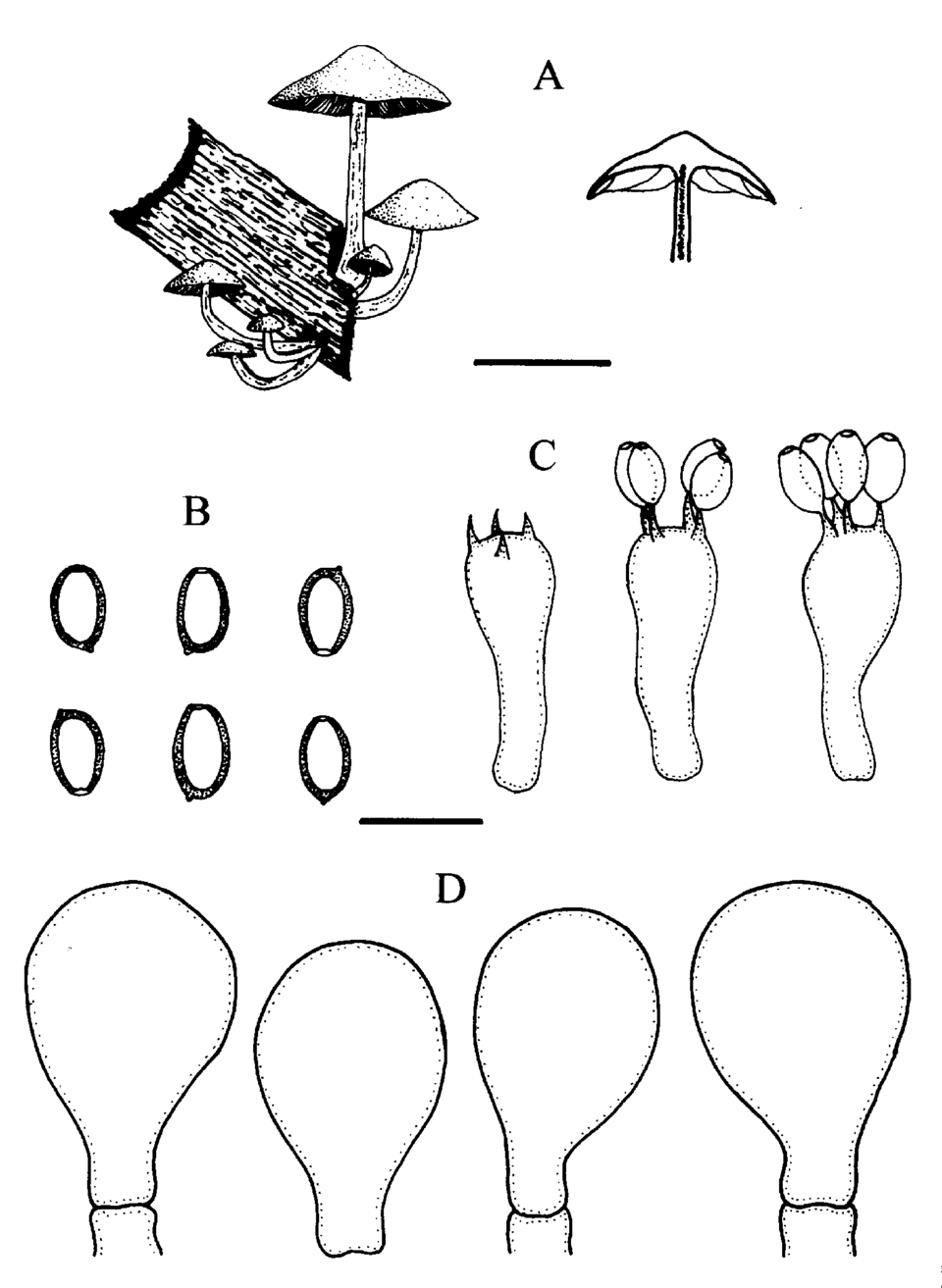 Psathyrella coprinoceps