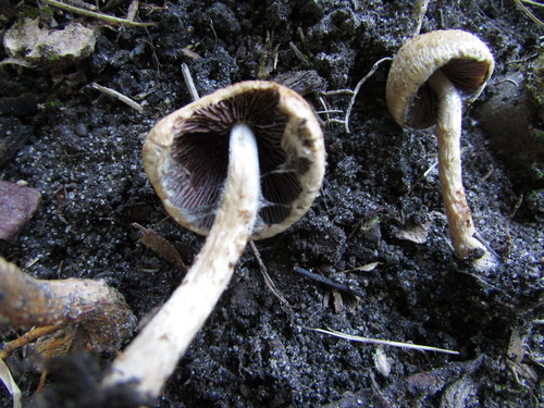 Psathyrella lacrymabunda (Weeping widow) — photo