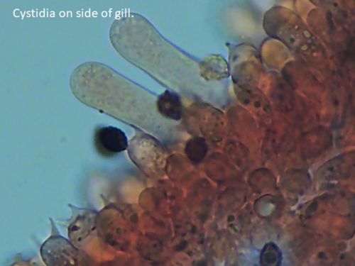 Psathyrella lacrymabunda (Weeping widow) — photo