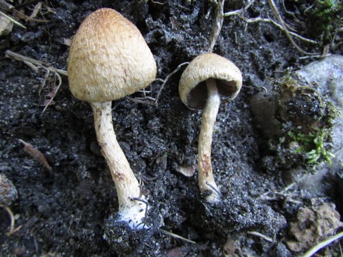 Psathyrella lacrymabunda