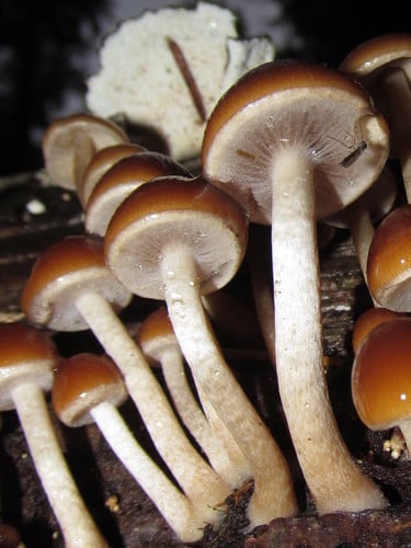 Psathyrella piluliformis — photo