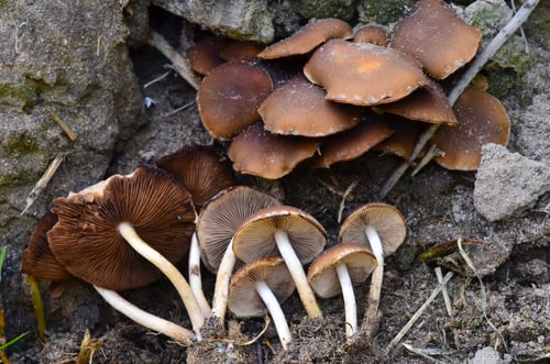 Psathyrella piluliformis — photo