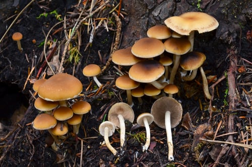 Psathyrella piluliformis