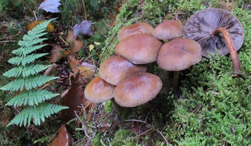 Psathyrella rugocephala — photo
