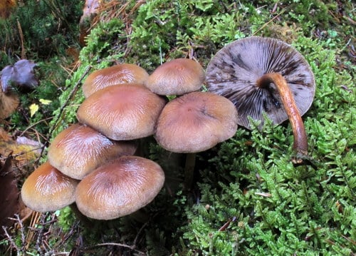 Psathyrella rugocephala