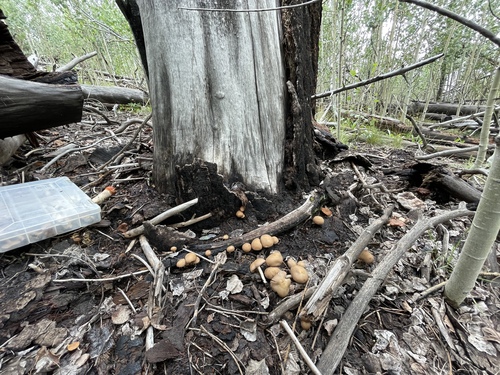 Psathyrella spadicea — photo