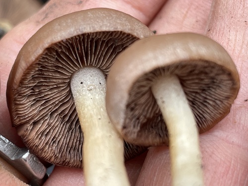 Psathyrella spadicea — photo